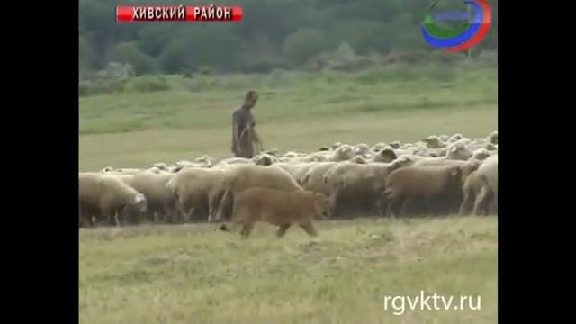 В Дагестане львица охраняет стадо овец смотреть онлайн