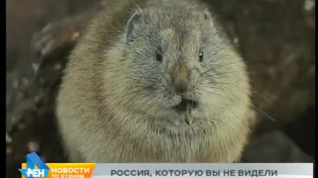 Выставка "Первозданная Россия" открылась в Иркутске смотреть онлайн