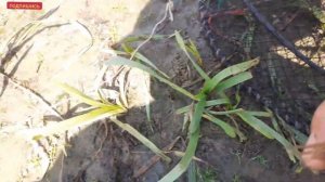 КАК И НА ЧТО ЛОВИТЬ РАКОВ, ЛОВЛЯ РАКОВ В ИЮЛЕ 2021