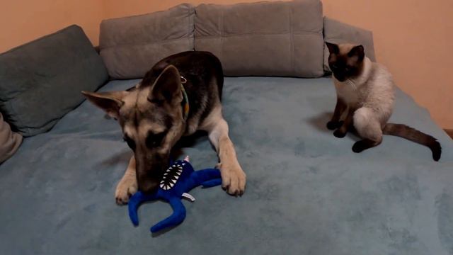 КОТЁНОК ПАНДА И ОВЧАРКА ГРЭТТА НАШЛИ НАБНАБА ИЗ САД БАНБАН! смотреть онлайн