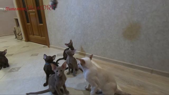 Прыжки котят. Смешные котята. Ориенталы