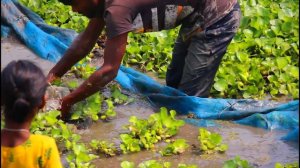 Best fishing video - Asian traditional net fishing in village - MR Fishing Life