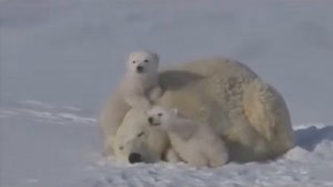 Семья полярных мишек и взрослые медведи