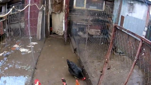 Вольер или клетка . Что лучше для нутрий и вас. смотреть онлайн