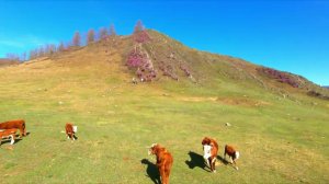 Алтай май 2024