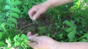 Магалебка (антипка) -подвой для вишни и черешни. Magalebka (Mahaleb) -podvoy for cherries.