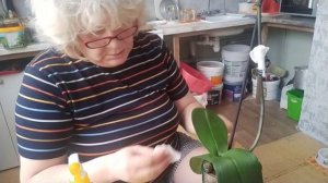 Купила 3 УЦЕНЁННЫЕ ОРХИДЕИ! Мой первый опыт реанимации увядающих орхидей! Это так интересно!!!КЛАСС