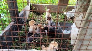 Обзор хозяйства: Сколько у меня цыплят?