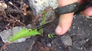 ПАПОРОТНИК В САДУ ВЫСЫХАЕТ ИЗ ЗА СУХОСТИ! НЕ ПЕРЕЖИВАЙТЕ!