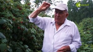 Малина: выращивание и уход. Рекомендации опытного малинника Анатолия Сидоровича