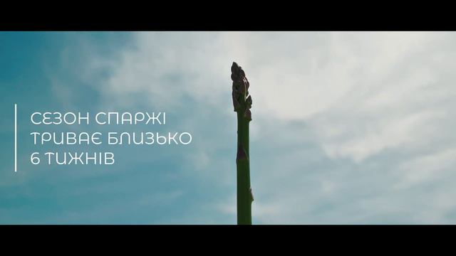 Цікаво про спаржу від виробника Ольги Лялюк, Харківська область