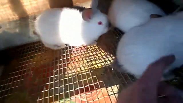 Маленькая подборка видео , тест видеоредактора
