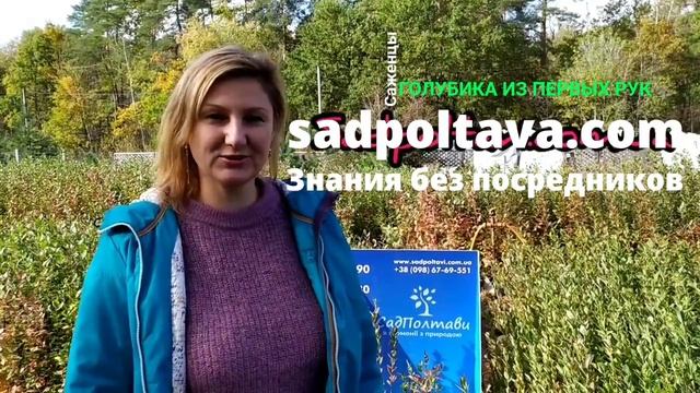 Обзор саженцев голубики  Двухлетние, трехлетние и четырехлетние саженцы голубики