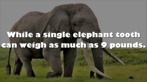 10 Amazing facts about animals