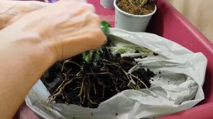 Part 1, repotting Den Phalaenopsis orchids