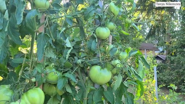 Очень КРУПНЫЕ ТОМАТЫ и без названия. Очень много плодов, очень урожайный сорт.