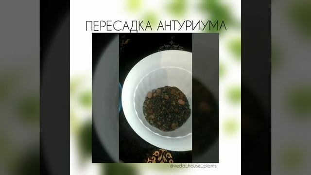 Антуриум. Пересадка после покупки. смотреть онлайн