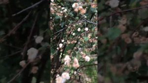 Спирея сливолистная Плена / Спірея сливолиста Плена / Spiraea prunifolia Plena