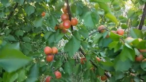 Абрикос Цунами \ Apricot Tsunami