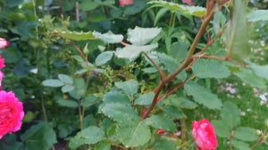 Розы с северной стороны дома