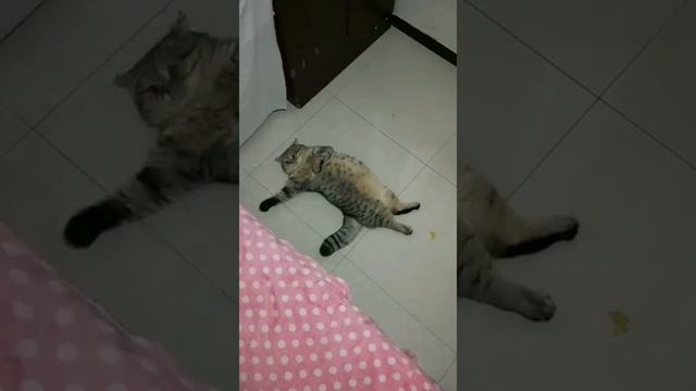 Cat Кошки Котята Коты #Shorts 1402.mp4