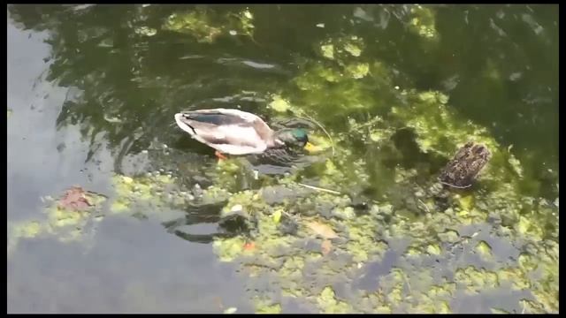 test clips of Sony SLT-33 with Minolta 50mm 1.7lens смотреть онлайн