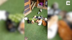 Как выманить семью морских свинок