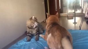 Бесстрашный сибирский кот..)