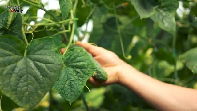ОГУРЦЫ ВЁДРАМИ СОБИРАЮ КАЖДЫЙ ДЕНЬ, ЗАПИСЫВАЙТЕ СЕКРЕТНЫЙ РЕЦЕПТ ПОДКОРМКИ ОГУРЦОВ