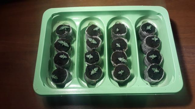 НЕ СПЕШИТЕ ПИКИРОВАТЬ ЭУСТОМУ РАНО🌱 , ОСОБЕННО  СРАЗУ В БОЛЬШОЙ ОБЪЕМ👌 смотреть онлайн