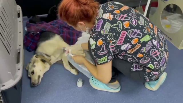 911-службы спасения животных смотреть онлайн