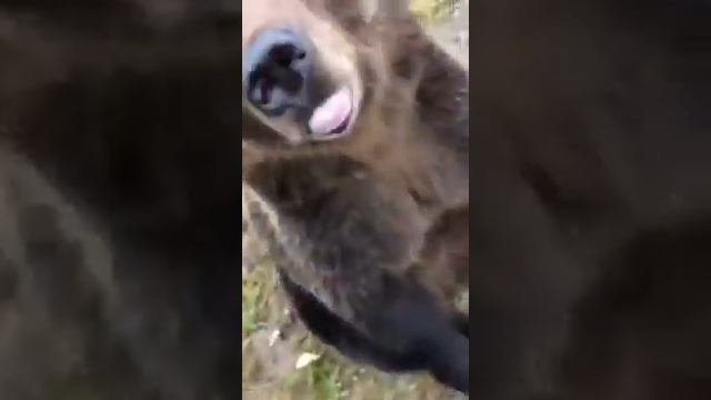 Милый мишка😋
