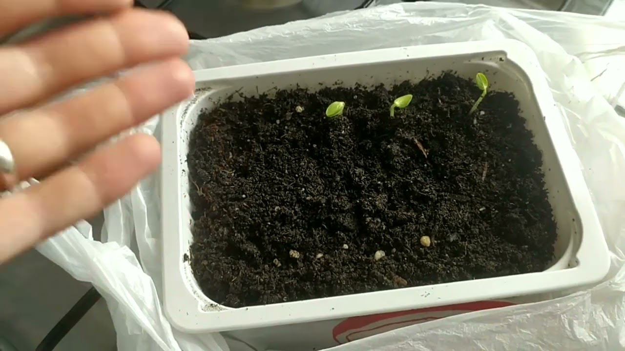 LifeVlog : ПОСАДИЛА ПЕРВЫЕ СЕМЕНА и забыла про нихВыходные после рабочей неделиМой отзыв об одеяле смотреть онлайн