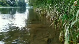 Сазан в Сентябре. Осенняя Ловля Сазана.