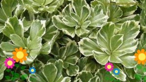Пахизандра верхушечная Вариегата. Краткий обзор, описание pachysandra terminalis Variegata