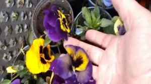 Цветы,  выращивание в теплице, саженцы. Что можно вырастить с семян на 8 марта и сроки посева.