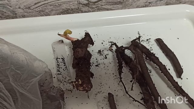 Как прорастить слепые корни пионов. Результаты за 2 недели. смотреть онлайн