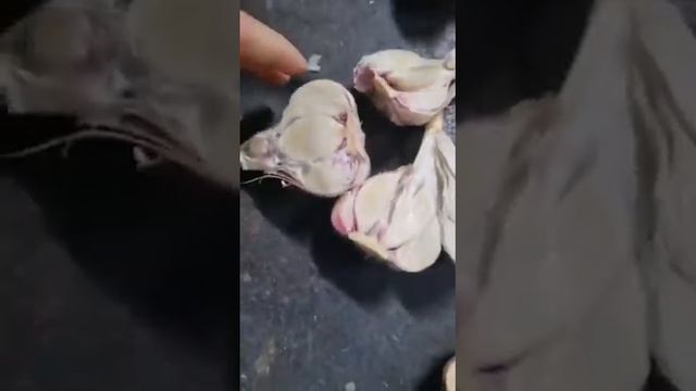 Продам чеснок на переработку