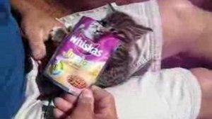 жадина-говядина