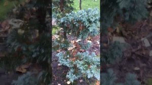 Кипарисовик горіхоплодний Булєвард #кипарисовик #булєвард #особливості #догляду #мійсад2023