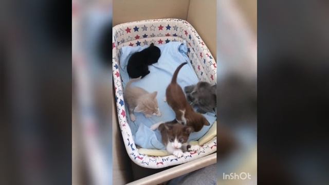 Котята. Родились 23.11.2021. Мама корнишрекс.