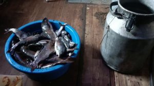 как мы съездили на рыбалку и что поймали.