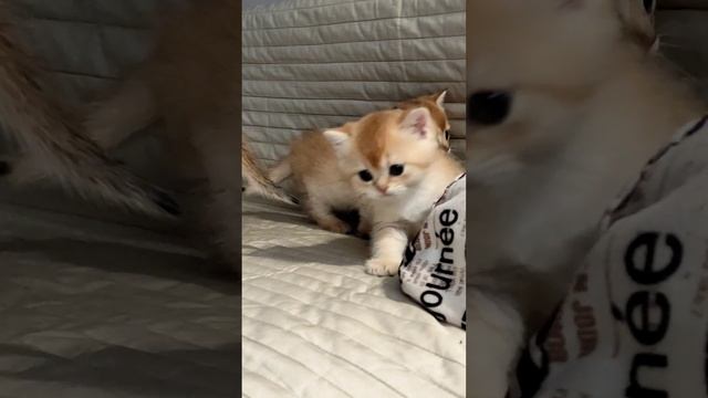 BRI британские золотые шиншиллы, ny11, котята (котики)