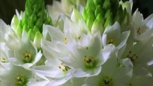 Как распускаются цветы!Невероятно красиво!