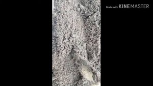 Как правильно посадить семена томатов в открытый грунт.