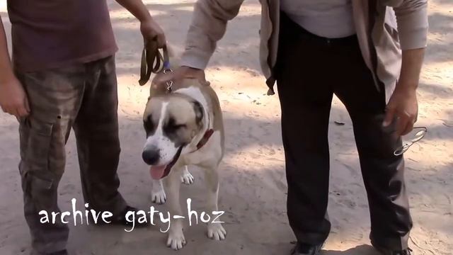 Кяризов Г Выставка Гаплан ГХ Винница 2016 смотреть онлайн