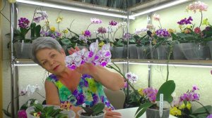 Интересные истории из Жизни моих орхидей .