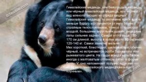 Животные Приморского края