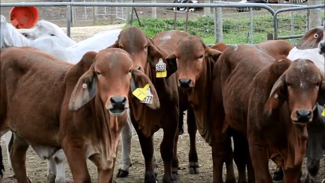 CLUNY LIVESTOCK EXPORTS смотреть онлайн