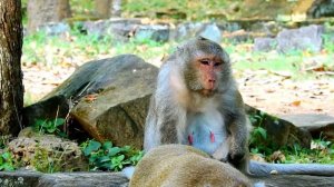 Big Asoep monkey come to grooming for big female monkey , Queen look so comfort during got grooming